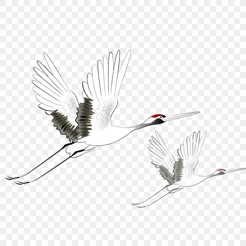 Red-crowned Crane Black Crowned Crane Flight Bird, PNG, 1200x1200px, Crane, Beak, Bird, Black And White, Black Crowned Crane Download Free