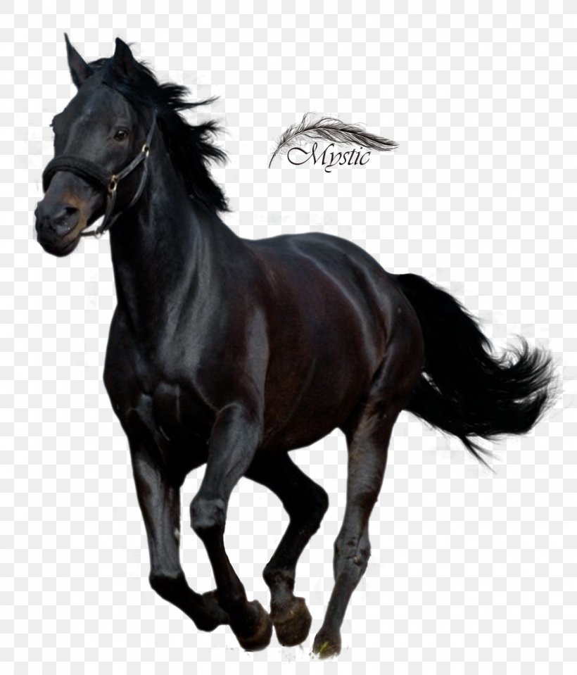 Andalusian Horse Arabian Horse Thoroughbred American Quarter Horse Stallion, PNG, 1123x1314px, Andalusian Horse, American Quarter Horse, Arabian Horse, Black, Bridle Download Free