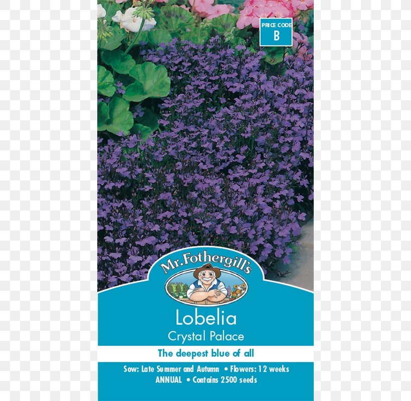 Blue Lobelia Erinus Flower Seed White, PNG, 800x800px, Blue, Color, Common Sunflower, Flora, Flower Download Free
