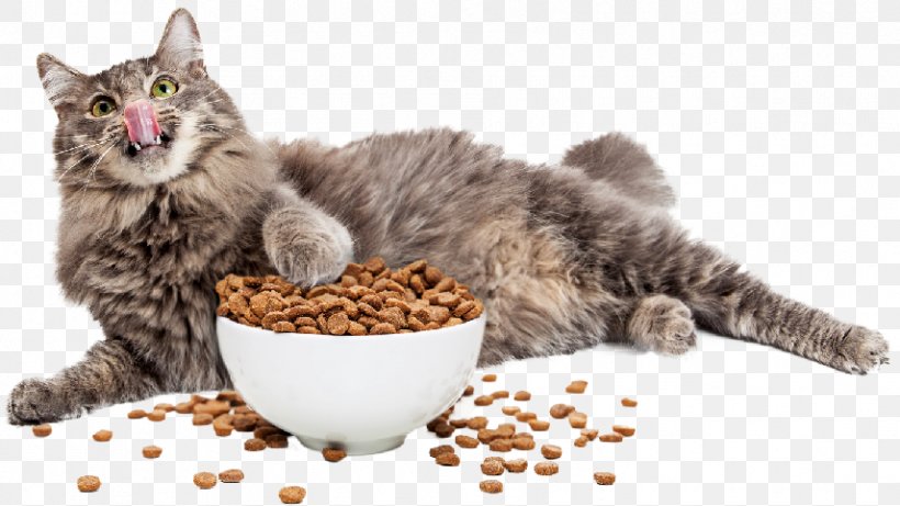 Cat Food Kitten Dog Pet, PNG, 856x482px, Cat Food, Bowl, Carnivoran, Cat, Cat Behavior Download Free
