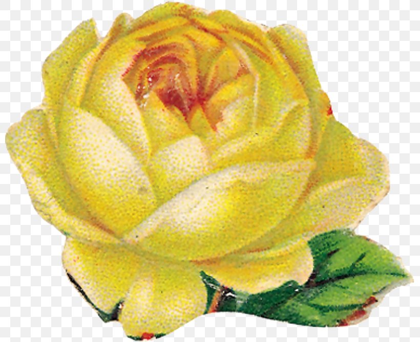 Garden Roses Cabbage Rose Floribunda Cut Flowers Flower Bouquet, PNG, 800x669px, Garden Roses, Author, Bud, Cabbage Rose, Chomikujpl Download Free