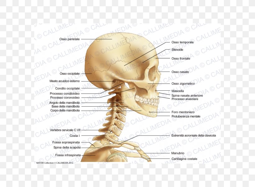 Neck Bone Anatomy Head Human Skull, PNG, 600x600px, Watercolor, Cartoon, Flower, Frame, Heart Download Free
