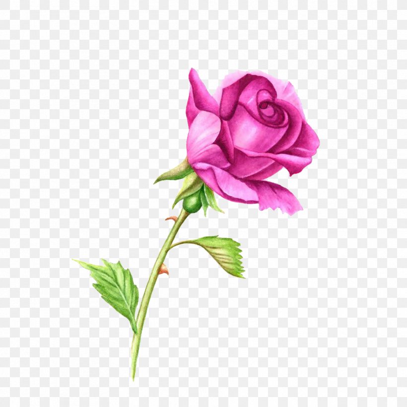 Rose Plant Stem Pink Watercolor Painting Clip Art, PNG, 1772x1772px, Rose, Bud, China Rose, Cut Flowers, Drawing Download Free