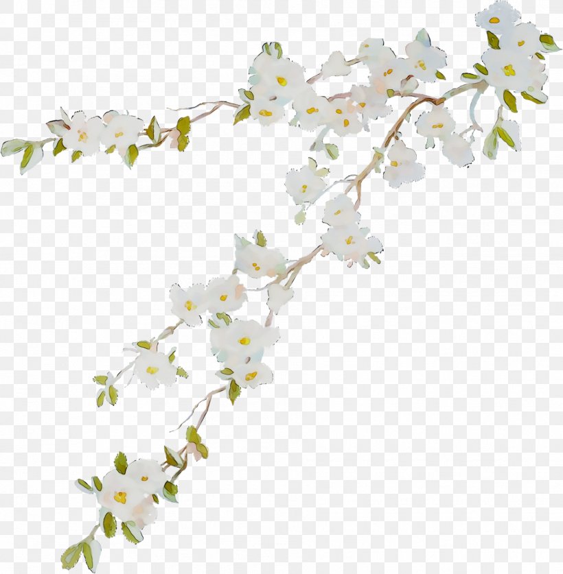 Cherry Blossom ST.AU.150 MIN.V.UNC.NR AD Flowering Plant Cherries, PNG, 1879x1920px, Cherry Blossom, Blossom, Branch, Cherries, Cut Flowers Download Free