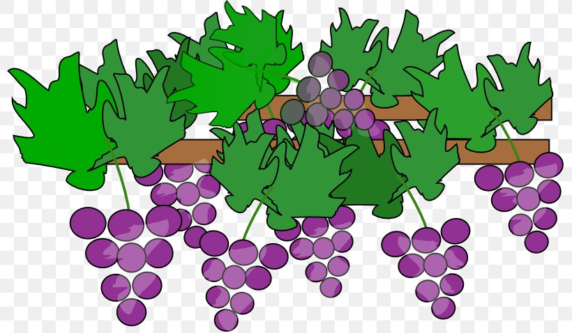 Common Grape Vine Wine Clip Art, PNG, 800x478px, Common Grape Vine, Drawing, Flowering Plant, Food, Fruit Download Free