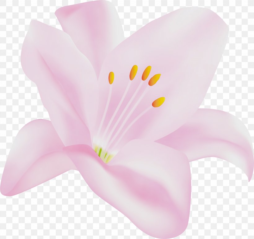 Petal Pink Flower Flowering Plant Plant, PNG, 3000x2821px, Watercolor, Flower, Flowering Plant, Herbaceous Plant, Lily Download Free