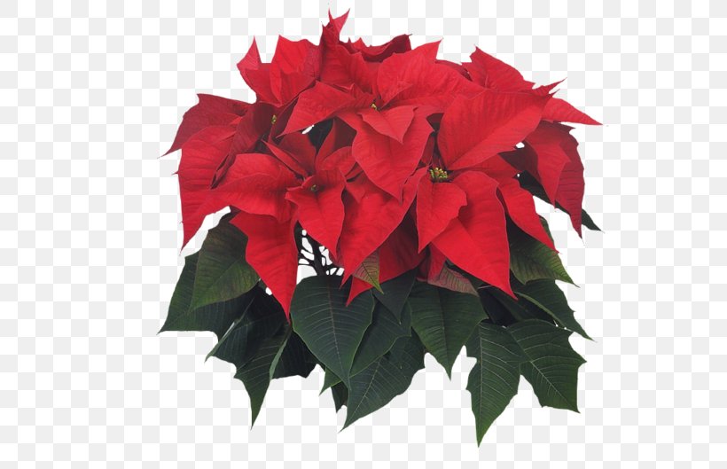 Poinsettia Flower Christmas Leaf Adidas, PNG, 600x529px, Poinsettia, Adidas, Annual Plant, Autumn, Christmas Download Free