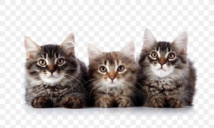 Cat Kitten Felidae Veterinarian Pet, PNG, 2500x1500px, Cat, American Shorthair, American Wirehair, Animal Shelter, Carnivoran Download Free