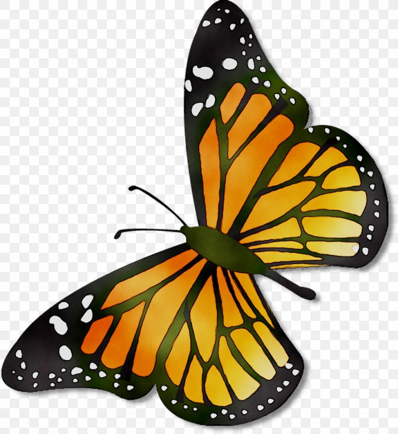 Monarch Butterfly Pieridae Brush-footed Butterflies Template, PNG, 998x1087px, Monarch Butterfly, Brushfooted Butterflies, Brushfooted Butterfly, Butterfly, Color Download Free