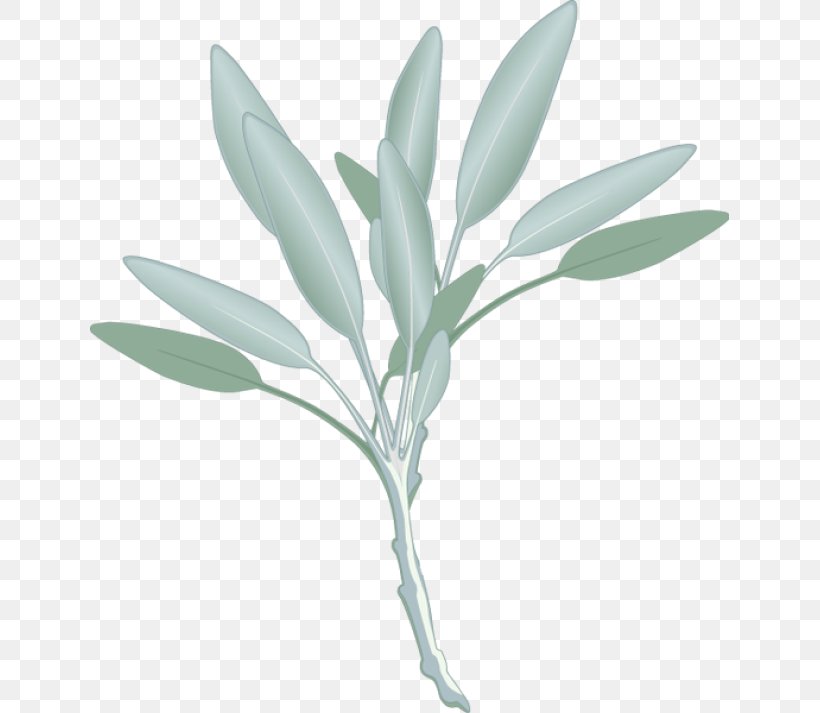 Clip Art Openclipart Common Sage Free Content Herb, PNG, 639x713px, Common Sage, Branch, Document, Fines Herbes, Flower Download Free