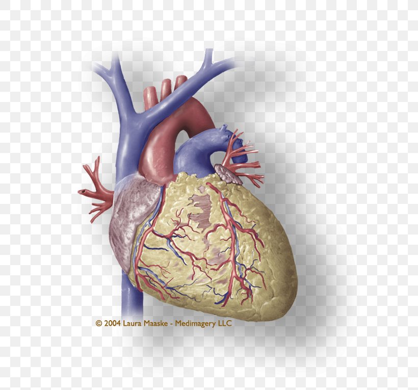 Heart Coronary Circulation Medical Illustration Cardiac Muscle Atrium, PNG, 773x765px, Watercolor, Cartoon, Flower, Frame, Heart Download Free