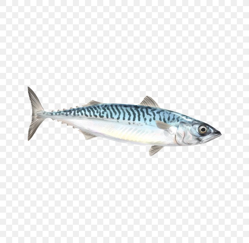 Mackerel Sardine Squid As Food Fish Red Porgy, PNG, 800x800px, Mackerel, Anchovy, Atlantic Mackerel, Bonito, Bony Fish Download Free