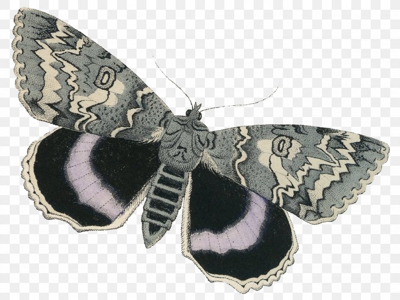 Moth Napa Home & Garden Art, PNG, 1434x1076px, Moth, Art, Arthropod, Butterfly, Garden Download Free