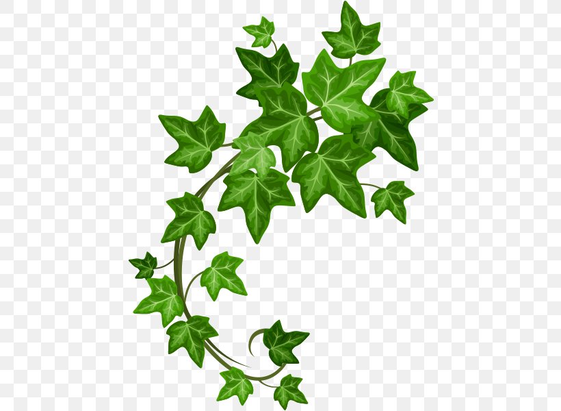 Royalty-free Ivy, PNG, 451x600px, Royaltyfree, Art, Branch, Drawing, Flowering Plant Download Free