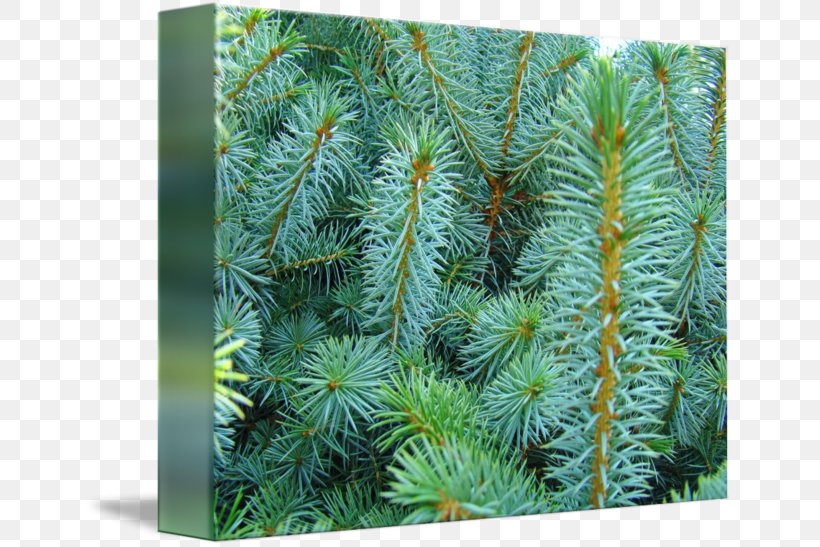 Spruce Larch Pine Fir Evergreen, PNG, 650x547px, Spruce, Biome, Branch, Conifer, Evergreen Download Free