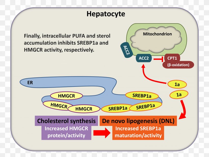 Sterol Regulatory Elementbinding Protein 1 HMGCoA Reductase