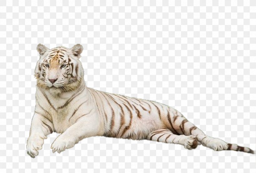 Tiger Lion Cat Clip Art, PNG, 1280x866px, Tiger, Animal, Big Cats, Carnivoran, Cat Download Free