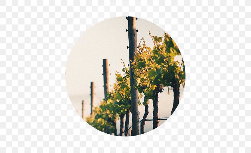 Wooing Tree Vineyard Ltd Waitaki District Pinot Noir Award, PNG, 500x500px, Pinot Noir, Award, Central Otago, Common Grape Vine, Heart Download Free