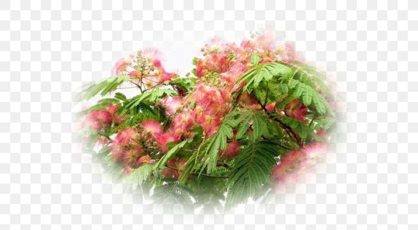 Albizia Julibrissin Acacia Honey Locust Legumes Tree, PNG, 600x451px, Albizia Julibrissin, Acacia, Floral Design, Flower, Flower Arranging Download Free