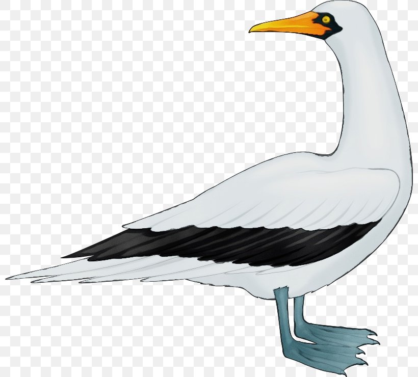 Bird Beak Seabird Gull European Herring Gull, PNG, 800x740px, Watercolor, Beak, Bird, European Herring Gull, Gull Download Free