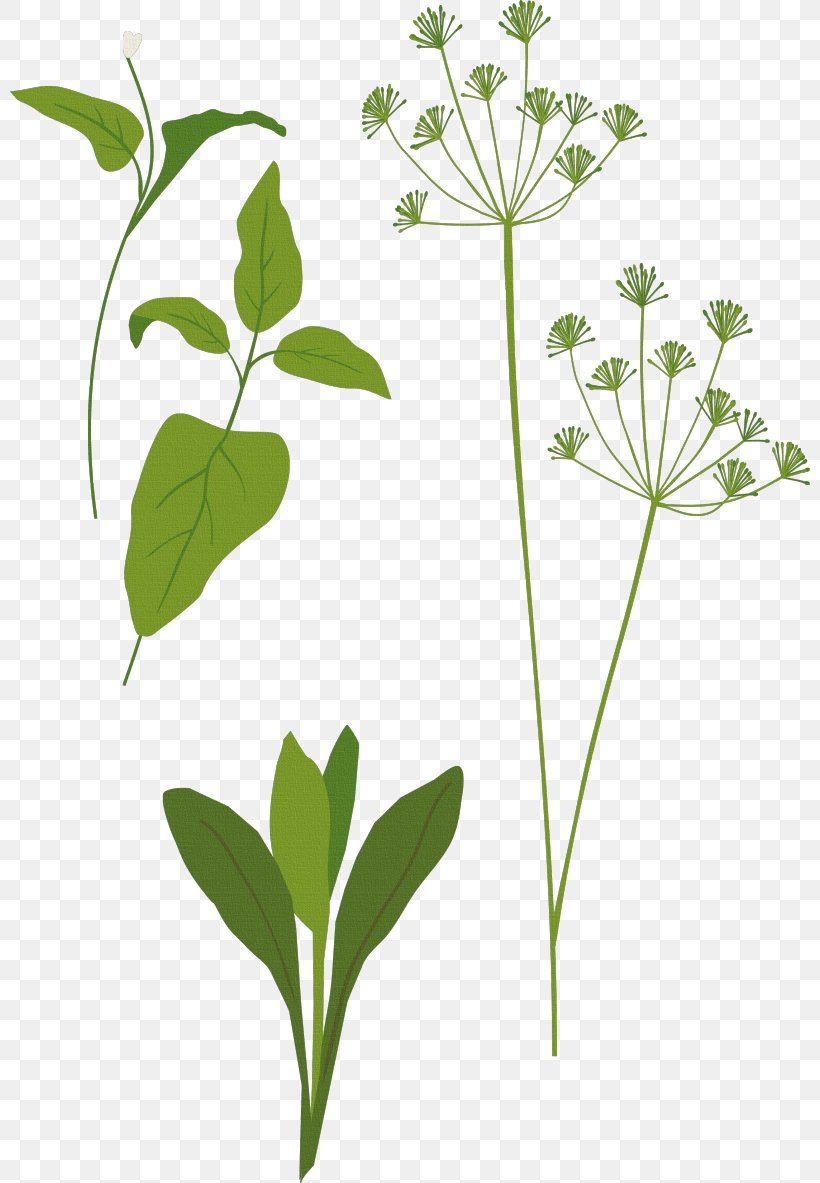 Clip Art Herb Spice Favicon, PNG, 800x1183px, Herb, Basil, Clothing, Flora, Flower Download Free