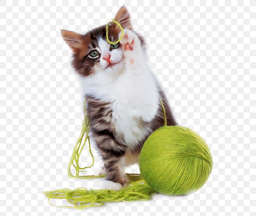 Kitten Cat Play And Toys Cuteness Puppy, PNG, 583x692px, Kitten, Black Cat, Cat, Cat Like Mammal, Cat Play And Toys Download Free