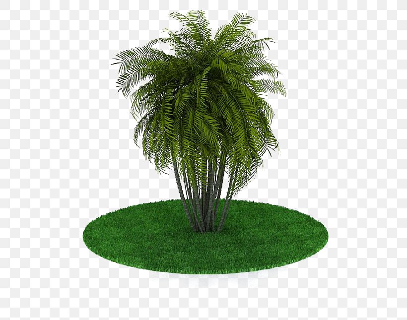 3D Computer Graphics 3D Modeling Tree Autodesk 3ds Max Download, PNG, 618x645px, 3d Computer Graphics, 3d Modeling, Tree, Architecture, Arecaceae Download Free