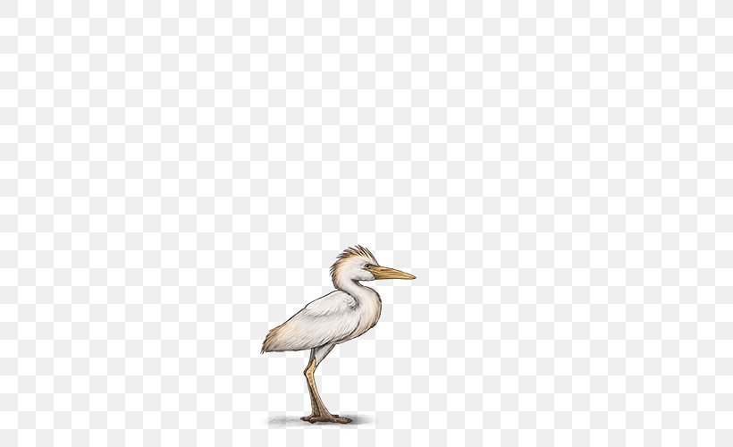 Duck European Herring Gull Gulls Wader Beak, PNG, 640x500px, Duck, American Herring Gull, Beak, Bird, Charadriiformes Download Free