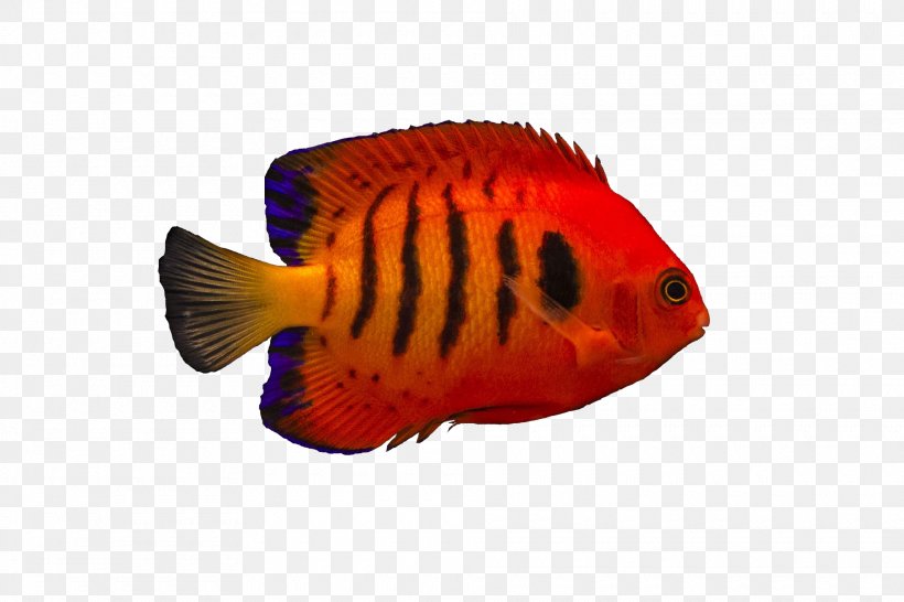 Flame Angelfish Damselfish Chrysiptera Cyanea Copperband Butterflyfish, PNG, 1920x1280px, Angelfish, Aquatic Animal, Basslet, Biology, Butterflyfish Download Free