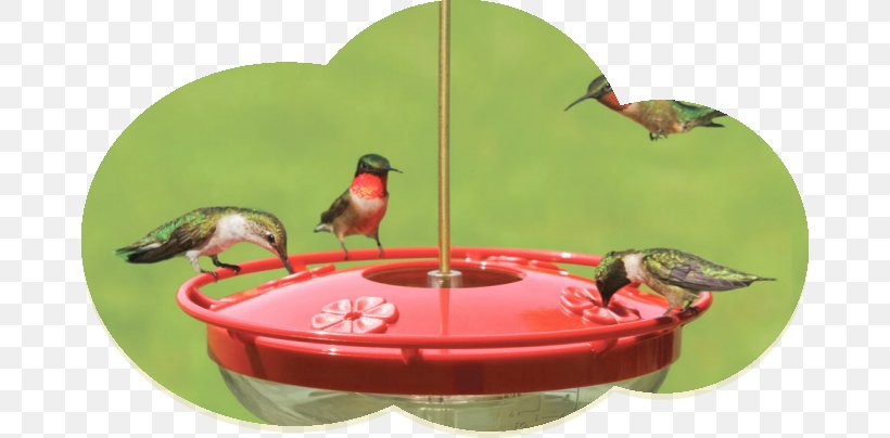 Hummingbird Bird Feeders Wild Birds Unlimited Bird Feeding, PNG, 670x404px, Hummingbird, Beak, Bird, Bird Feeders, Bird Feeding Download Free