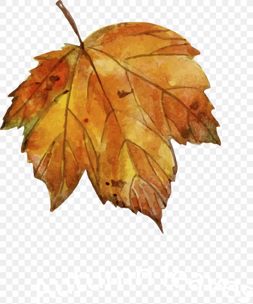 Leaf Autumn Drawing Euclidean Vector, PNG, 1227x1472px, Leaf, Autumn, Botanical Illustration, Drawing, Maple Leaf Download Free