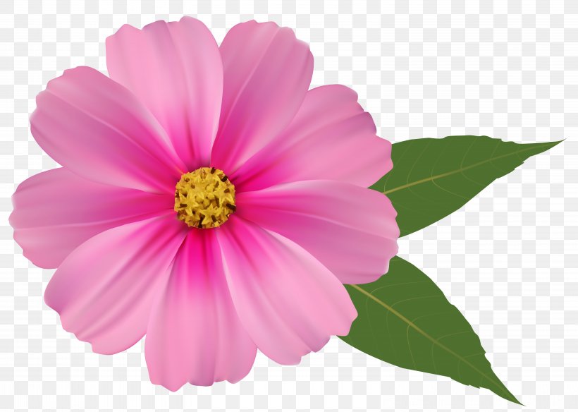 Pink Flowers Orange Clip Art, PNG, 6195x4416px, Flower, Annual Plant, Color, Cosmos, Dahlia Download Free