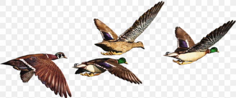 Duck Bird Postales Originales/Making Cards Grey Geese, PNG, 851x357px, Duck, Animal, Animal Figure, Beak, Bird Download Free