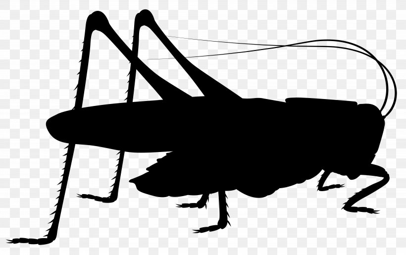 Insect Cricket Pest Clip Art Line, PNG, 8000x5031px, Insect, Blackandwhite, Cricket, Grasshopper, Invertebrate Download Free