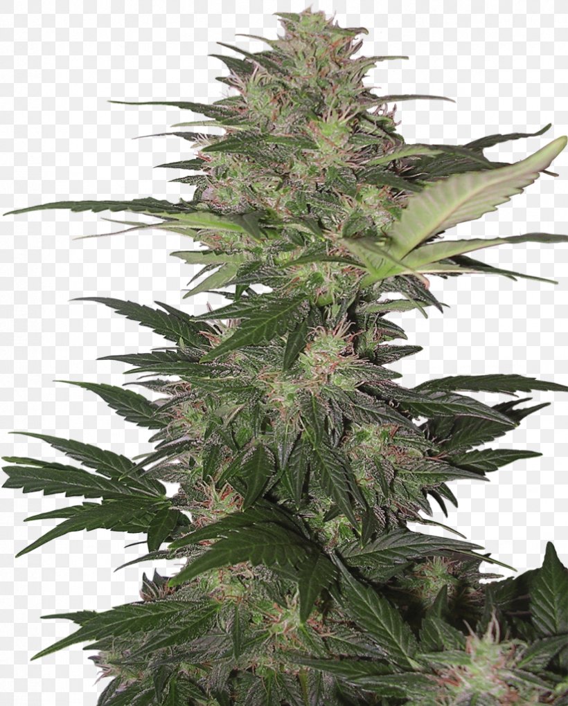 Kush Skunk Cannabis Sativa Autoflowering Cannabis, PNG, 823x1024px, Kush, Autoflowering Cannabis, Cannabis, Cannabis Sativa, Grow Shop Download Free