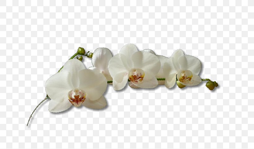 Moth Orchids Cut Flowers Villa Cinelli E Il Ristorantino, PNG, 733x481px, Moth Orchids, Blossom, Body Jewelry, Cut Flowers, Flower Download Free