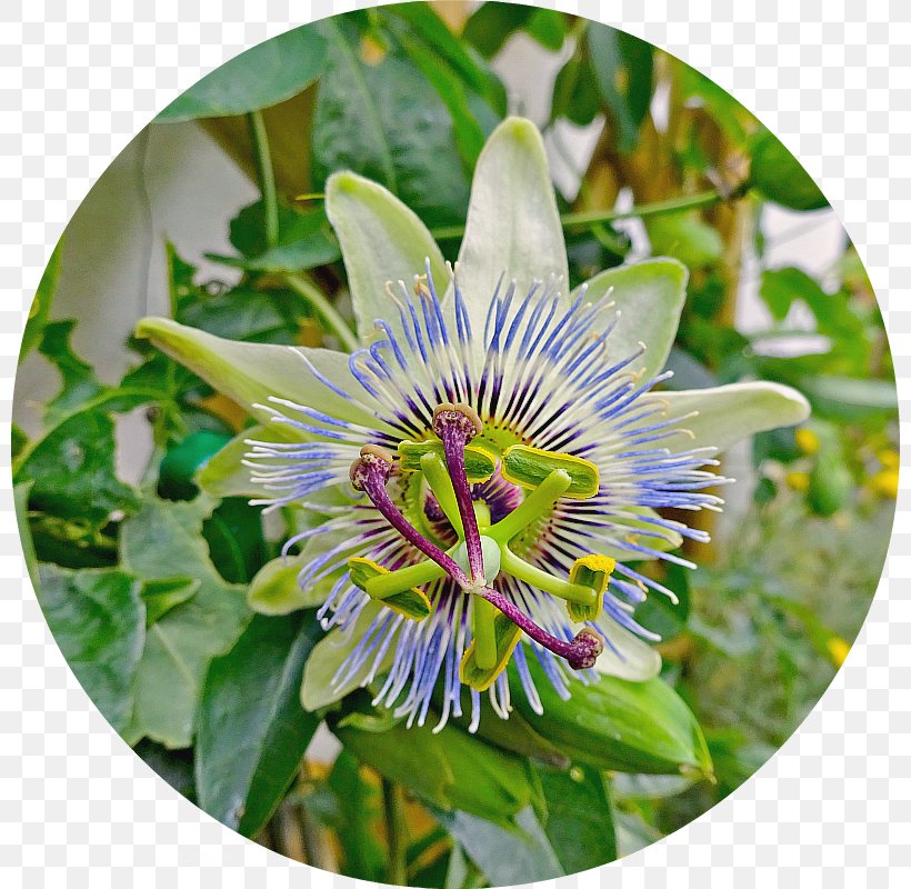 Purple Passionflower Giant Granadilla, PNG, 800x800px, Purple Passionflower, Flower, Flowering Plant, Giant Granadilla, Passion Flower Download Free