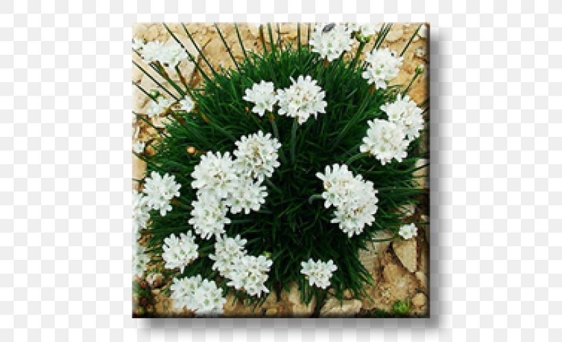 Evergreen Candytuft Armeria Maritima Perennial Plant Rock Garden Ornamental Plant, PNG, 500x500px, Evergreen Candytuft, Armeria Maritima, Blossom, Bugleherb, Bugleweed Download Free