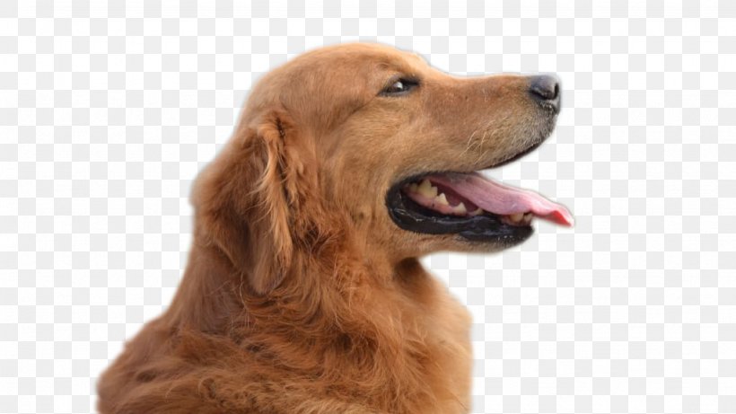 Golden Retriever Background Png 1024x576px Golden Retriever Bark Breed Companion Dog Dog Download Free
