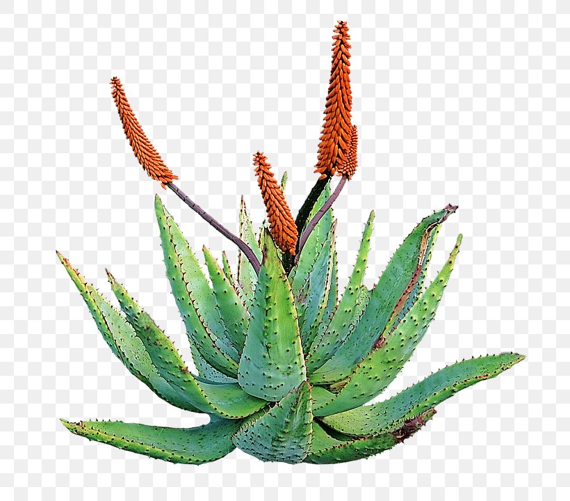 Aloe Vera Herbalism Medicinal Plants Home Remedy, PNG, 789x720px, Aloe Vera, Agave, Agave Azul, Aloe, Aloes Download Free