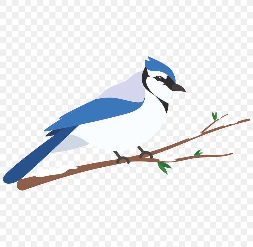 Blue Jay Wren Feather Beak Clip Art, PNG, 800x800px, Blue Jay, Beak, Bird, Branch, Fauna Download Free