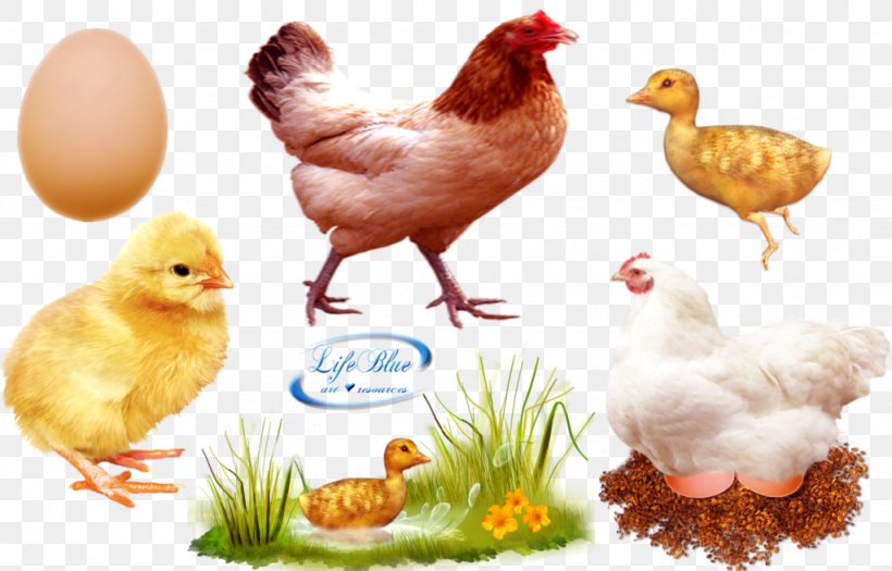 Chicken Meat Broiler Duck Poultry, PNG, 1024x656px, Chicken, Art, Beak, Bird, Broiler Download Free