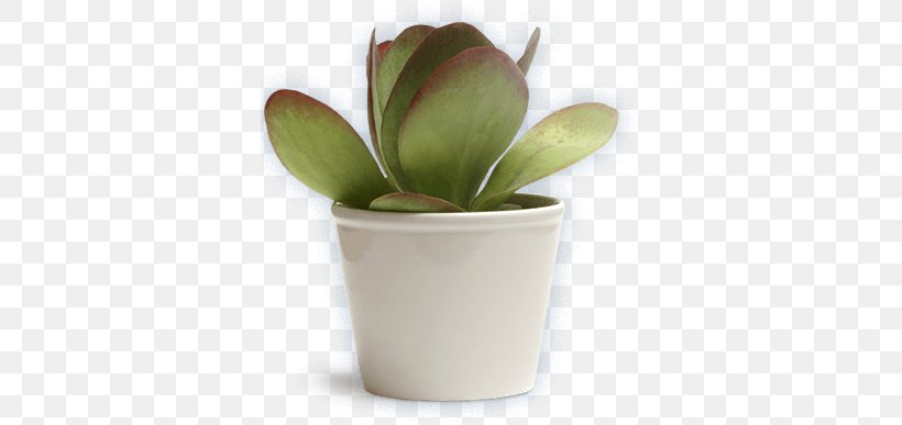 Succulent Plant Kalanchoe Tetraphylla Houseplant Rosette, PNG, 346x387px, Plant, Bud, Cape Jasmine, Flowerpot, Graptopetalum Amethystinum Download Free