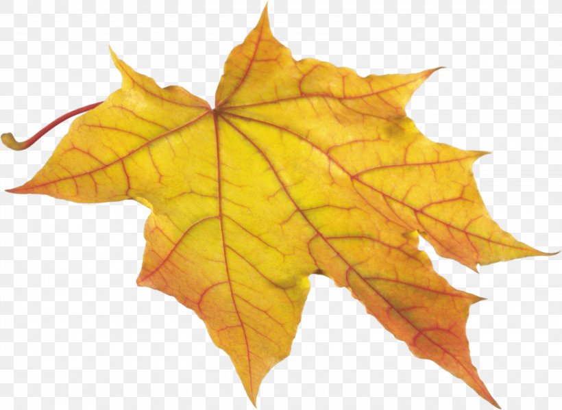 Autumn Leaf Color Clip Art, PNG, 3052x2232px, Autumn Leaf Color, Autumn, Color, Green, Leaf Download Free