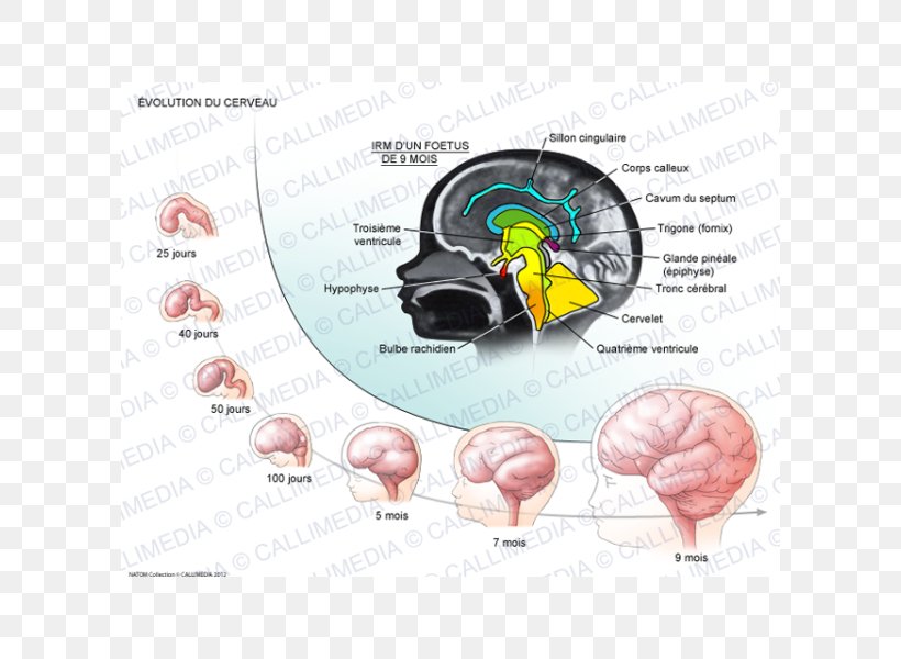 Fornix Human Brain Development Of The Nervous System, PNG, 600x600px, Watercolor, Cartoon, Flower, Frame, Heart Download Free