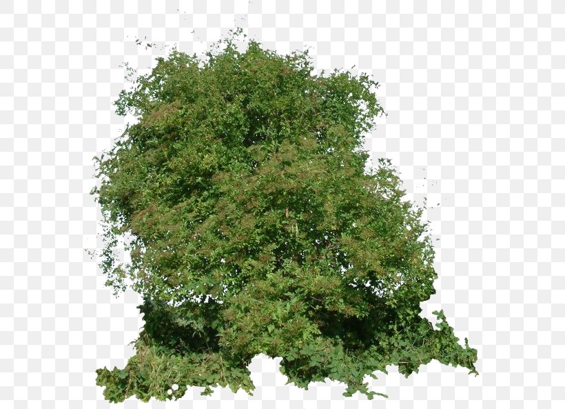 Shrub Texture Mapping Branch 3D-Textur Tree, PNG, 587x593px, 3d Computer Graphics, Shrub, Biome, Branch, Computeraided Design Download Free