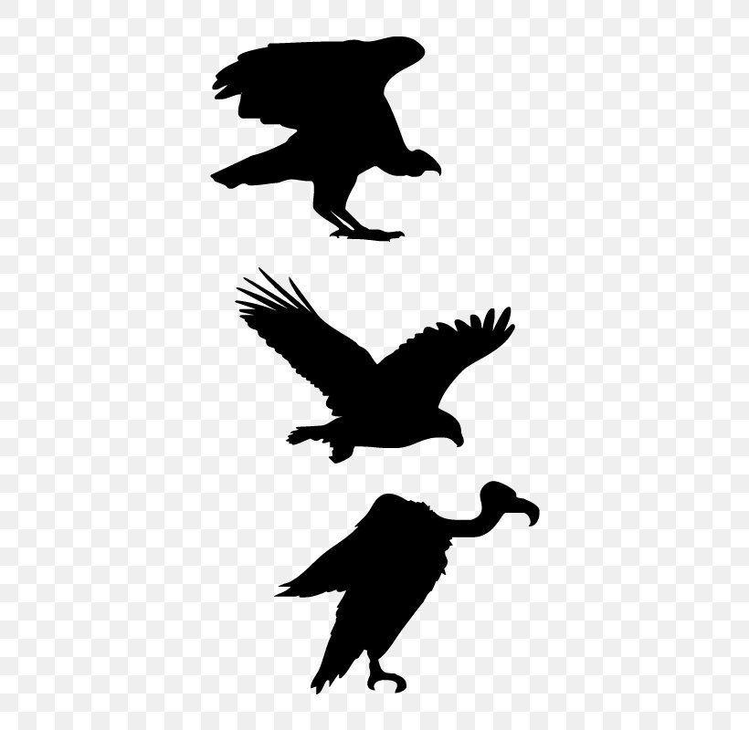 Silhouette Drawing, PNG, 800x800px, Silhouette, Bald Eagle, Beak, Bird, Bird Of Prey Download Free