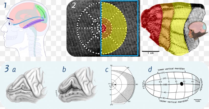 Visual Cortex Visual Perception Cerebral Cortex Retinotopy Brain, PNG, 3944x2054px, Watercolor, Cartoon, Flower, Frame, Heart Download Free