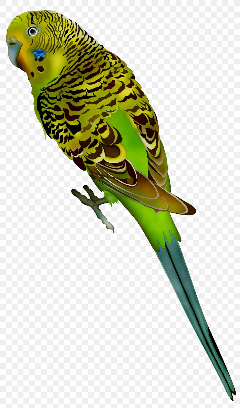 Budgerigar Parrot Bird Parakeet Vector Graphics, PNG, 2481x4220px, Budgerigar, Beak, Bird, Budgie, Fotosearch Download Free
