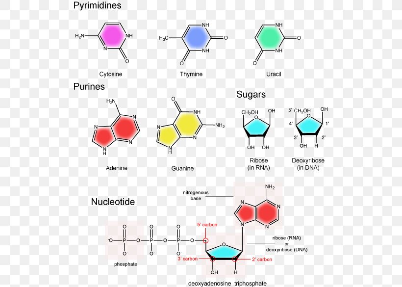 Nucleotide Nitrogenous Base Nucleic Acid Structure Pentose, PNG, 522x585px, Nucleotide, Acid, Area, Base, Base Pair Download Free